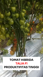Benih Unggul Tomat Hibrida TALIA F1 50 Biji Cap Bunga Matahari Produktivitas tinggi