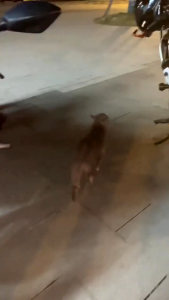 Protective Pet Helmets: Mini Helmets for Cats & Dogs