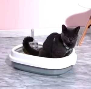 Cat Litter Box with Scoop Kitten Box Cat Toilet Deodorization Leakage Prevention Pet CR