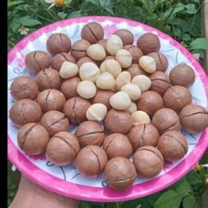 Nhân Macca nguyên hạt trắng đẹp hạt to đều hàng dùng cho mẹ bầu biếu tăng vùng Tây Nguyên