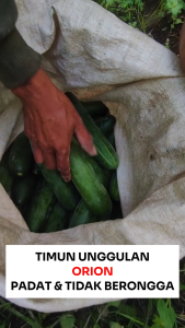 Benih Timun Lalap ORION 20 gram Cap Bunga Matahari Unggul Lebat