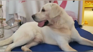 Pet Cooling Pad For Dogs Gel Ice Pad Summer Quick Cooling Sleeping Mat Washable Quick Dry