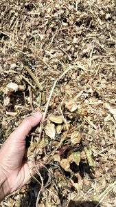 Daun ciplukan daun cecendet rempah kering kualitas premium