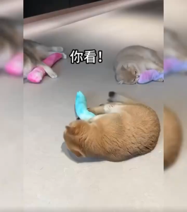 Cat Plush Pillow Toy Bite-Resistant Teasing Cat Stick Molar Stick Self-Happy Boredom Relief Kitten