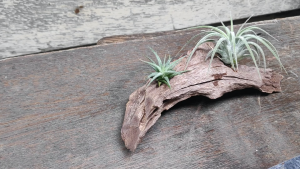 Tillandsia gift set with wood (ionantha fountain ionantha feugo )/ pokok udara hadiah set/ 空气凤梨- 喷泉精灵,福果精灵