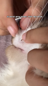 Obat Tetes Kutu Kucing Ampuh Dan Telur Kutu Pembasmi Penghilang Kutu Anti Parasit Terbukti Ampuh Aman Untuk Kitten