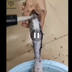 Máy nhổ lông vịt cầm tay pin sạc chuyên nhổ lông ngắn lông mới nhú vịt xiêm gà  ngỗng lông măng