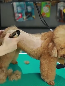 ที่ตัดขนแมว ตัดขนสุนัข สัตว์ USB ชาร์จไฟได้ หัวกัดแบบละเอียด 5ระดับ ชุดอุปกรณ์ตัดแต่งขนสุนัข ตัดขนสัตว์