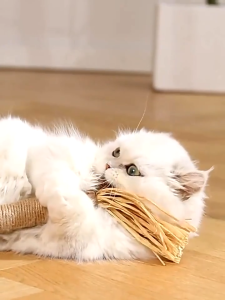 Mainan Kucing Catnip Stick Hewan Peliharaan Mainan Pembersih Gigi Kunyah Catnip Snack Makanan Kucing