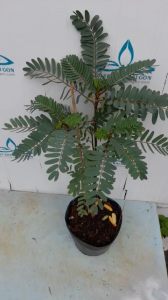 (Ảnh thật) Cây So Đũa Đỏ cây thân gỗ lâu năm được trồng làm cây cảnh vì có hoa đẹp và dùng hoa lá quả để làm rau ăn