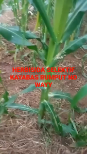 Kayabas 1 Liter: Obat Rumput Jagung Ampuh