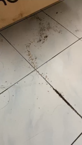 Ginco Multi-Use Termite Control Spray 500ml - Indoor & Outdoor Pest Killer Non-Toxic Single Pack