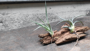 Tillandsia Concolor x Capitata Red and Humbug (ionantha x paucifolia) with wood/ Gift set / 空气凤梨