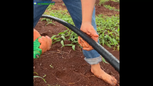 cuộn 200m/ Ống LDPE  5mm/6mm/8mm/10mm  làm bằng 100% nhựa chính phẩm