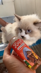 Riich Rich Shampoo Premium Antikutu Antijamur 100ml