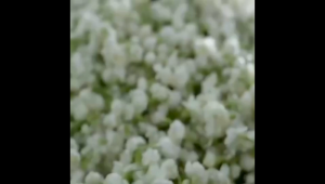 Loherbs 茉莉花茶 Dried Jasmine Flower Tea 50Gram / Bunga Jasmine Kering/ Bunga Melati Kering 花茶 Flower Tea