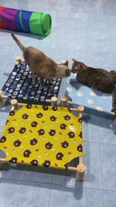 YTL เตียงนอนไม้สำหรับสัตว์เลี้ยง ติดต่อมือที่นอนแมว บ้านแมว เตียงไม้แมว อุปกรณ์สัตว์เลี้ยง เปลนอนสำหรับสัตว์เลี้ยง เปลนอนสัตว์เลี้ยง