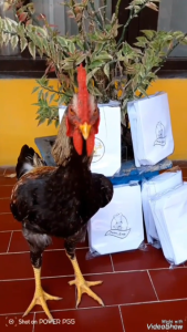 (KERTAS BARU DAN BERSIH) Bungkus gorengan kertas 50pcs dan 100pcs