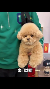 Pet Carrier Gendongan Kucing Carrier Anjing Kucing Gendongan Tas Travel Kucing