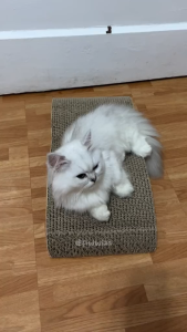 Meow Magic Cat Scratch Board Cat Toy Scratches kitten Scratching Cardboard High-density Corrugated Paper Board