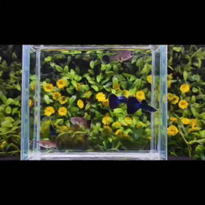 [J Wild Aquatic]—— Blue Head Moscow Guppy 蓝头莫斯科孔雀鱼