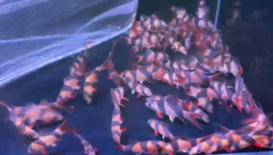 Clown Loach/ Live fish/ 三间鼠