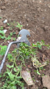 Alat Pencabut Rumput Liar Di Kebun Rumah / Garpu Tanaman Multifungsi TerraHand Weeder