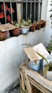 High Effect Fly Sticky Trap Paper Non Toxic House Fly Glue Boards Disposable Home Pest Control KMV Trading