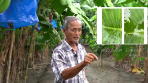 เอฟอช สารจับใบ AFORCH 1000 ซีซี ดูดซึมเข้าใบทันที เปียกทั่วใบ ช่วยประหยัดต้นทุน ลดการใช้สารเคมี