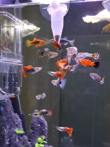 อาร์เทมิส ไข่อาร์ทีเมีย อาร์เทมิสปอก อาหารปลากัด โปรตีนสูง ไม่ต้องเป่า เพียงโรยก็สามารถกินได้เลย