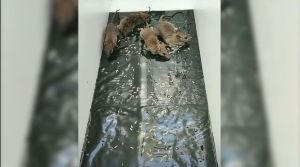 47 Inch Ultra Large Mouse Glue (Super Strong Adhesion) Mouse Trap - UMISKY