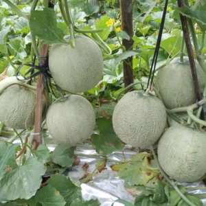 Benih Melon Lucyper F1 Daging Orange Isi 20 Gram Cap Tiga Daun