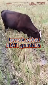 Obat koreng sapi kuladex spray anti luka lalat hewan ternak sapi kerbau kambing domba ampuh mengatasi gatal jamur scabies 100ml