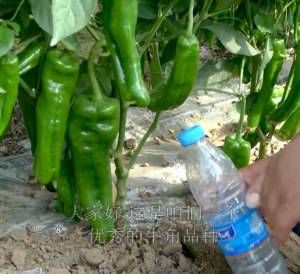 Benih Lada Tanduk (30 Seeds)/ 牛角椒种子/Big Horn Pepper Seeds