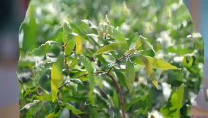 MINYAK KAYU PUTIH CAP LANG 210ml 120ml 60ml 30ml || MINYAK TELON CAP LANG BPOM