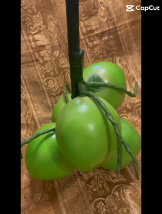 ผลไม้ปลอม ทะลายมะพร้าว (5 ลูกใหญ่) โมเดลผลไม้ ผักผลไม้ปลอม