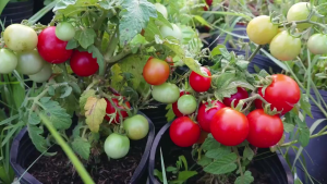 Hạt giống cà chua đỏ chịu nhiệt dể trồng-gói 20 hạt