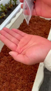 Combo 2 gói hạt giống hoa 10 giờ kép nhiều màu -gói 250 hạt