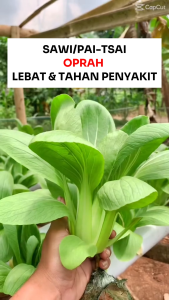 Benih Sawi Pai Tsai OPRAH 10 gram Known You Seed Unggul Lebat Mudah Dirawat Pakcoy
