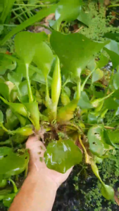 Pokok Keladi Bunting 5 pcs per pack