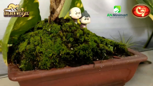 Golden Civet C7 Coconut Instant Cappuccino Coffee 4in1 - Bag of 50 Sticks x 17g