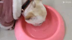 ชามอาหารสัตว์เลี้ยง ชามอาหารแบบ1หลุม ชามอาหารแบบกลม ชามอาหารแมว อาหารหมา ชามอาหารแบบพลาสติก