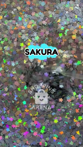 GLITTER HOLOGRAM SHAPED 8gr GLITTER BENTUK BINTANG HATI BULAN KUPU-KUPU PERSEGI PANJANG Bulat Sakura STAR MOON LOVE Rectangel Gliter Shape Berkilau Sparkle Nail Art