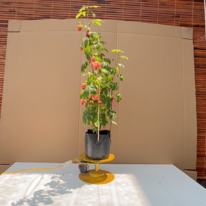 Cây Hoa Dâm Bụt Lồng Đèn - Cây Dâm Bụt