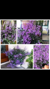 Hoa oải hương mona lavender dễ trồng chịu nắng cực tốt sai hoa nở hoa quanh năm