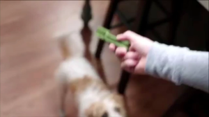 Minties Tiny Dental Dog Treats