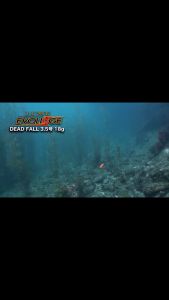 โยกุ้งตกหมึก 2.5 Gamakatsu LUXXE EVOLIDGE BASIC 2.5