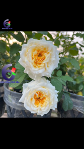 hoa hồng trắng vàng beatrice hồng ngoại hồng bụi thân lùn nguyên bản