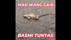 Paket 5 Biji Racun Tikus Maowang Mao Wang CAIR MERAH Ampuh Mati Kering Tidak Bau Kualitas Super