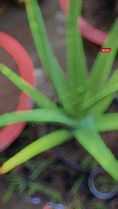 [SHIP TÁCH BẦU] 01 Cây nha đam Thái_Mr.Tấn cây cao từ 30-40cm chuẩn giống F1 GIỐNG BẸ TO cho năng suất cao